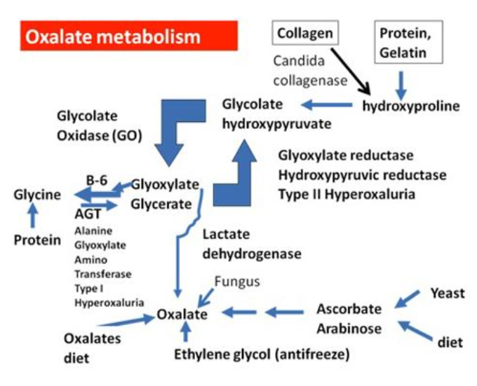 oxalate metabolism (2)