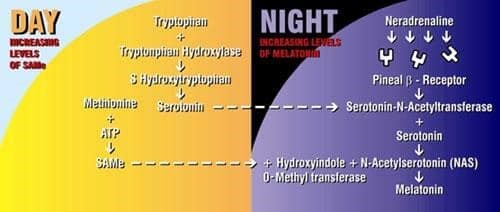 Melatonin Synthesis in the Pineal and its Relationship with SAMe