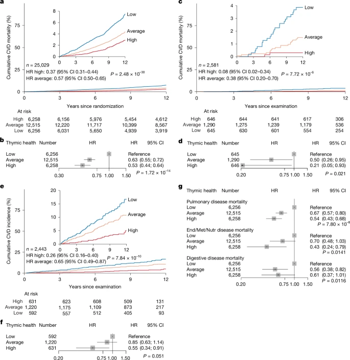 Fig. 4: Association of thymic health with long-term risk of CVD-specific mortality, CVD incidence and disease-specific mortalities.